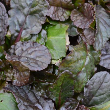 Ajuga reptans 'Purple Torch'