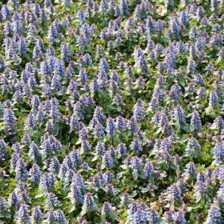 Ajuga reptans