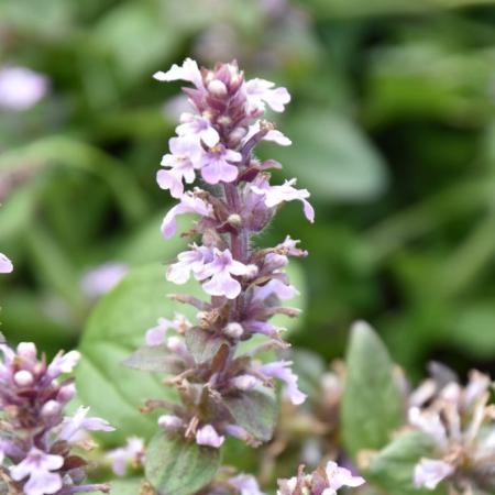 Ajuga reptans 'Rosea'