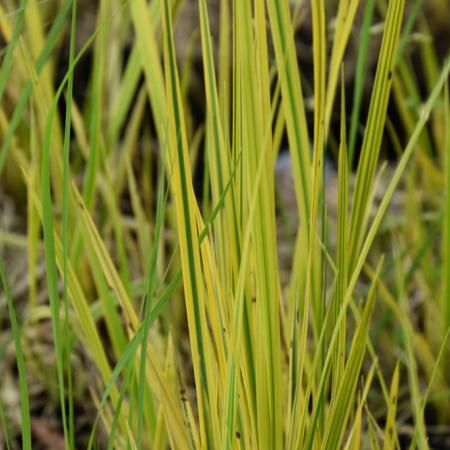 Alopecurus pratensis 'Aureovariegatus'