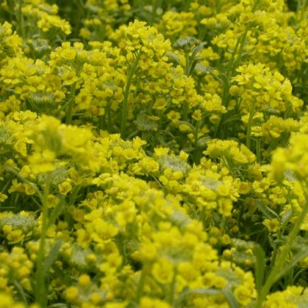 Alyssum montanum 'Berggold'