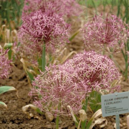 Allium christophii