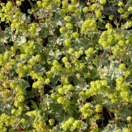 Alchemilla erythropoda