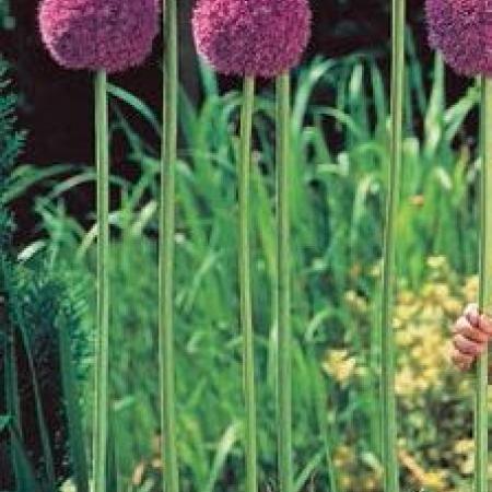 Allium giganteum