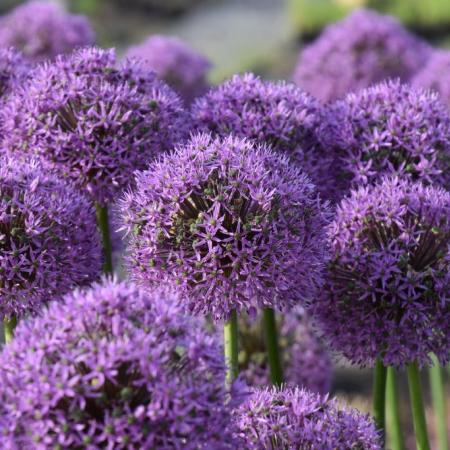 Allium 'Gladiator'