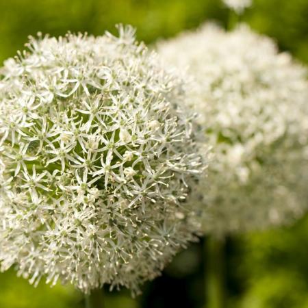 Allium 'Mount Everest'