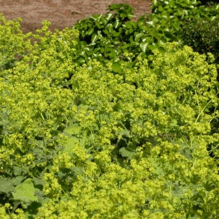 Alchemilla mollis