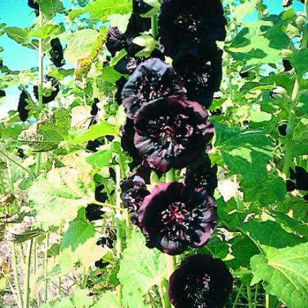 Alcea rosea 'Nigra'