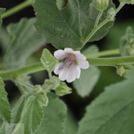 Althea officinalis (heemst)