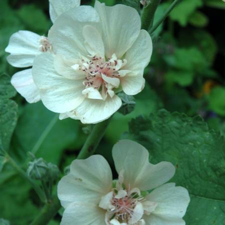 Alcea hybride 'Park Allee'