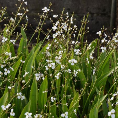 Alisma plantago-aquatica