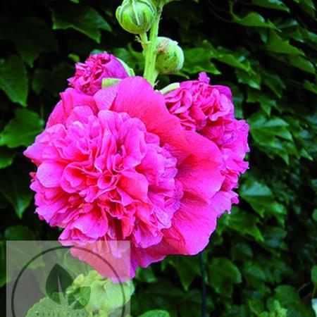 Alcea rosea 'Chater's Double Pink'