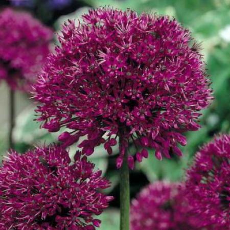 Allium aflatunense 'Purple Sensation'