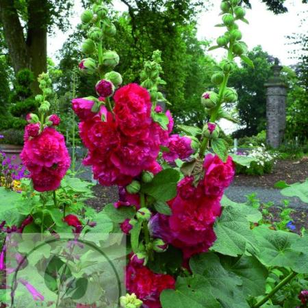 Alcea rosea 'Chater's Double Red'