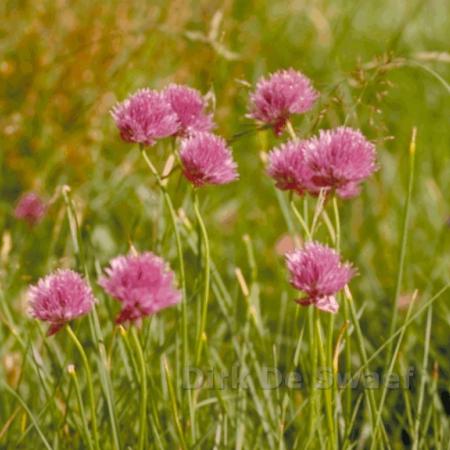 Allium schoenoprasum (bieslook)