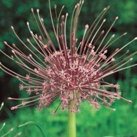 Allium schubertii