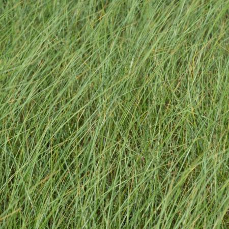 Ammophila arenaria