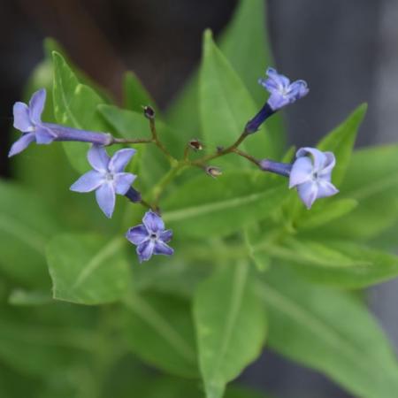 Amsonia hybride 'Blue Ice'