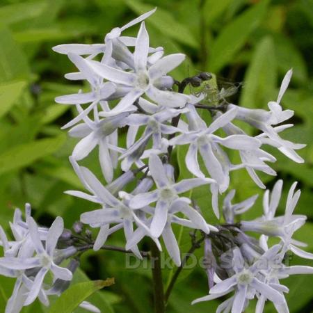 Amsonia tabernaemontana var. salicifolia