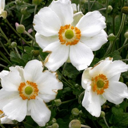 Anemone hybride 'Andrea Atkinson'