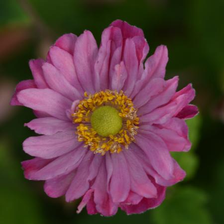 Anemone hybride 'Bressingham Glow'