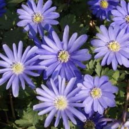 Anemone blanda 'Blue Shades'