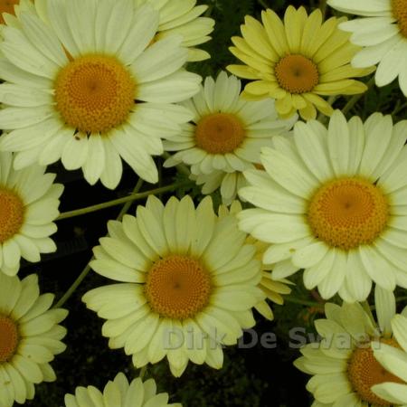 Anthemis hybride 'E.C. Buxton'