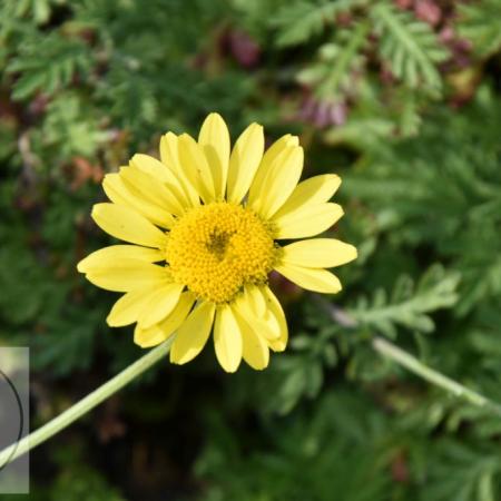 Anthemis hybr. 'Dwarf Form'