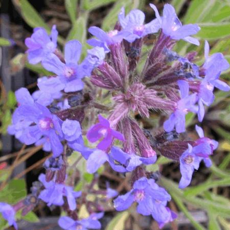 Anchusa azurea 'Dropmore'