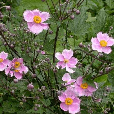 Anemone hybride 'Elegans'