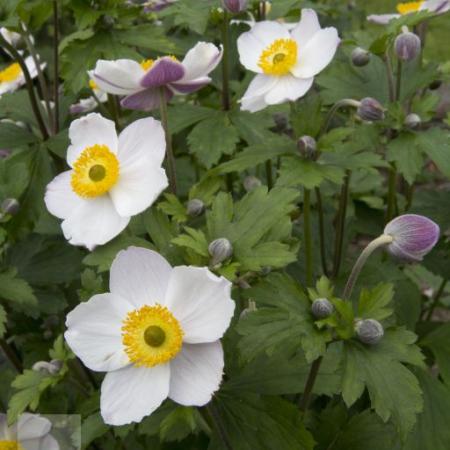 Anemone hybride 'Elfin Swan'