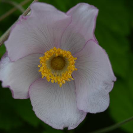 Anemone hybride 'Hadspen Abundance'