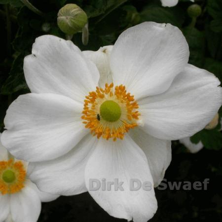 Anemone hybride 'Honorine Jobert'