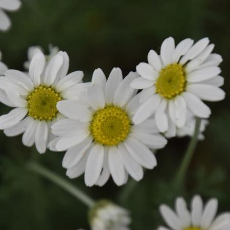 Anthemis carpatica 'Karpatenschnee'