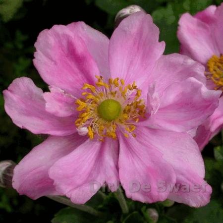 Anemone hybride 'Koenigin Charlotte'