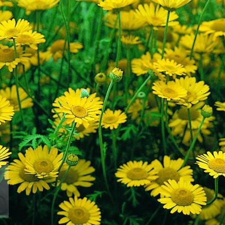 Anthemis hybride 'Kelway'