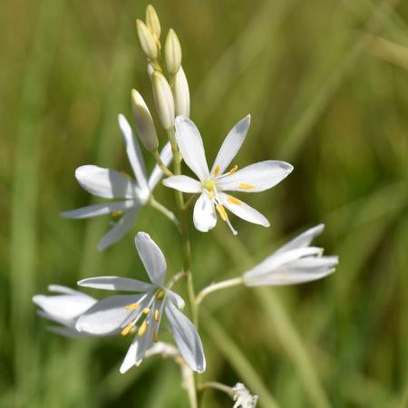 Anthericum liliago