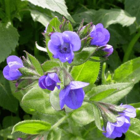 Anchusa azurea 'Loddon Royalist'