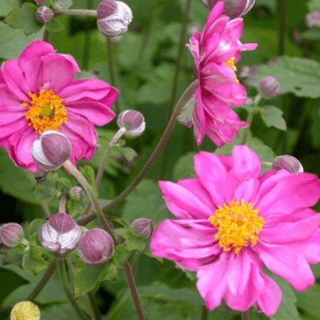 Anemone hybride 'Margarete'