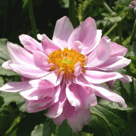 Anemone hybride 'Mont Rose'