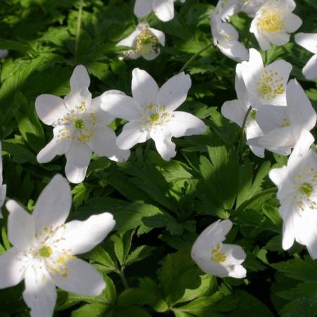 Anemone nemorosa