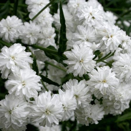 Anaphalis margaritacea 'Neuschnee'