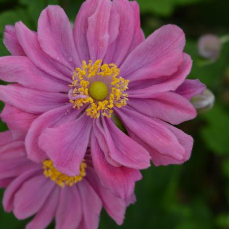 Anemone hybride 'Pamina'