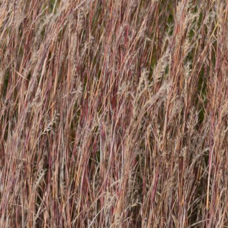 Andropogon gerardii 'Prairie Blues'