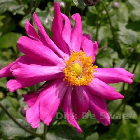 Anemone hupehensis 'Prinz Heinrich'