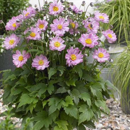 Anemone hupehensis 'Pocahontas' PBR