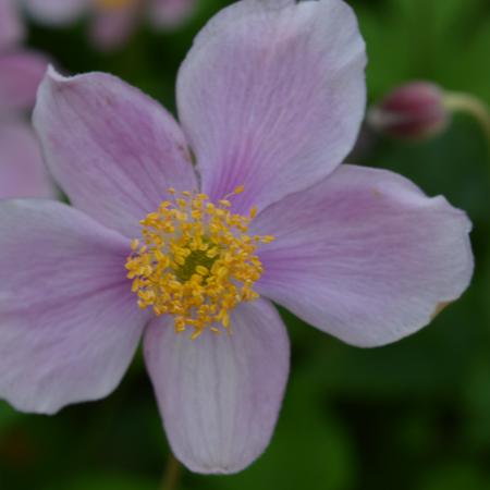 Anemone hupehensis 'Praecox'