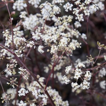 Anthriscus sylvestris 'Ravenswing'