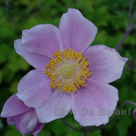 Anemone tomentosa 'Robustissima'