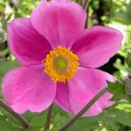 Anemone hybride 'Rosenschale'